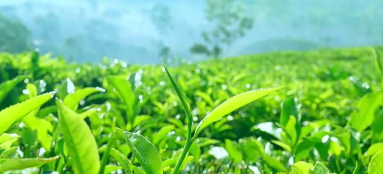 Loose Tea Suppliers