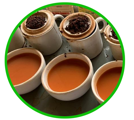 tea manufacturing company in punjab